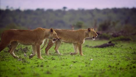 Pair-of-Lionesses-Walking-Together