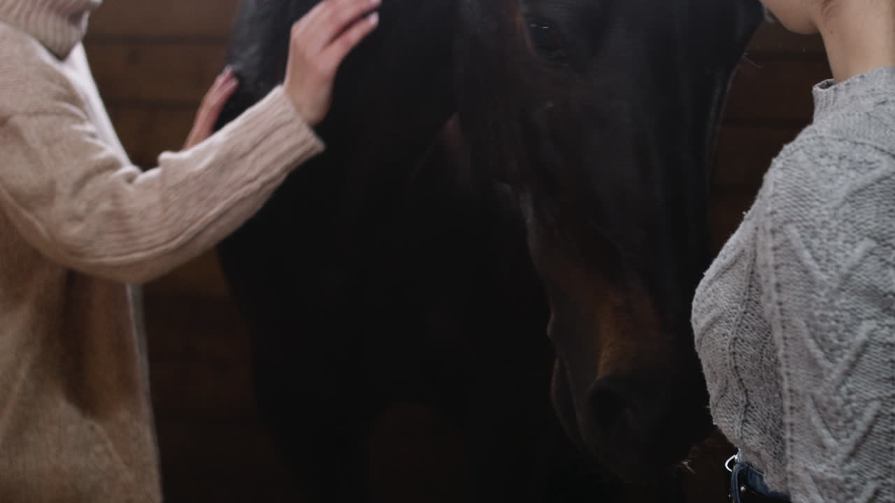 Horsexxxvideos - Free stock video - Two girls petting and feeding a horse with carrots